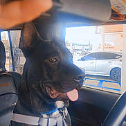 Savage joined the competition — help win amazing prizes! dog, inside_car, harness, tongue_out, seat, steering_wheel, car_keys, window, daylight, vehicle_interior, pet, happy, brown_dog, black_dog, car_seat, parking_lot, car_door, seatbelt, animal, domestic_pet