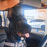 dog, inside_car, harness, tongue_out, seat, steering_wheel, car_keys, window, daylight, vehicle_interior, pet, happy, brown_dog, black_dog, car_seat, parking_lot, car_door, seatbelt, animal, domestic_pet