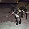 dog, black_dog, leash, night, outdoor, pavement, bridge, tongue_out, animal, pet, canine, standing, dark, spotlight, side_view, collar, walking, lonely, urban, nighttime