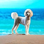 Hunny Aka Poodle is registered to the contest to win money with this photo: animal, beach, canine, cute, dog, fluffy, nature, ocean, outdoor, pet, poodle, portrait, sand, sea, standing, summer, sunny, vacation, water, white_dog