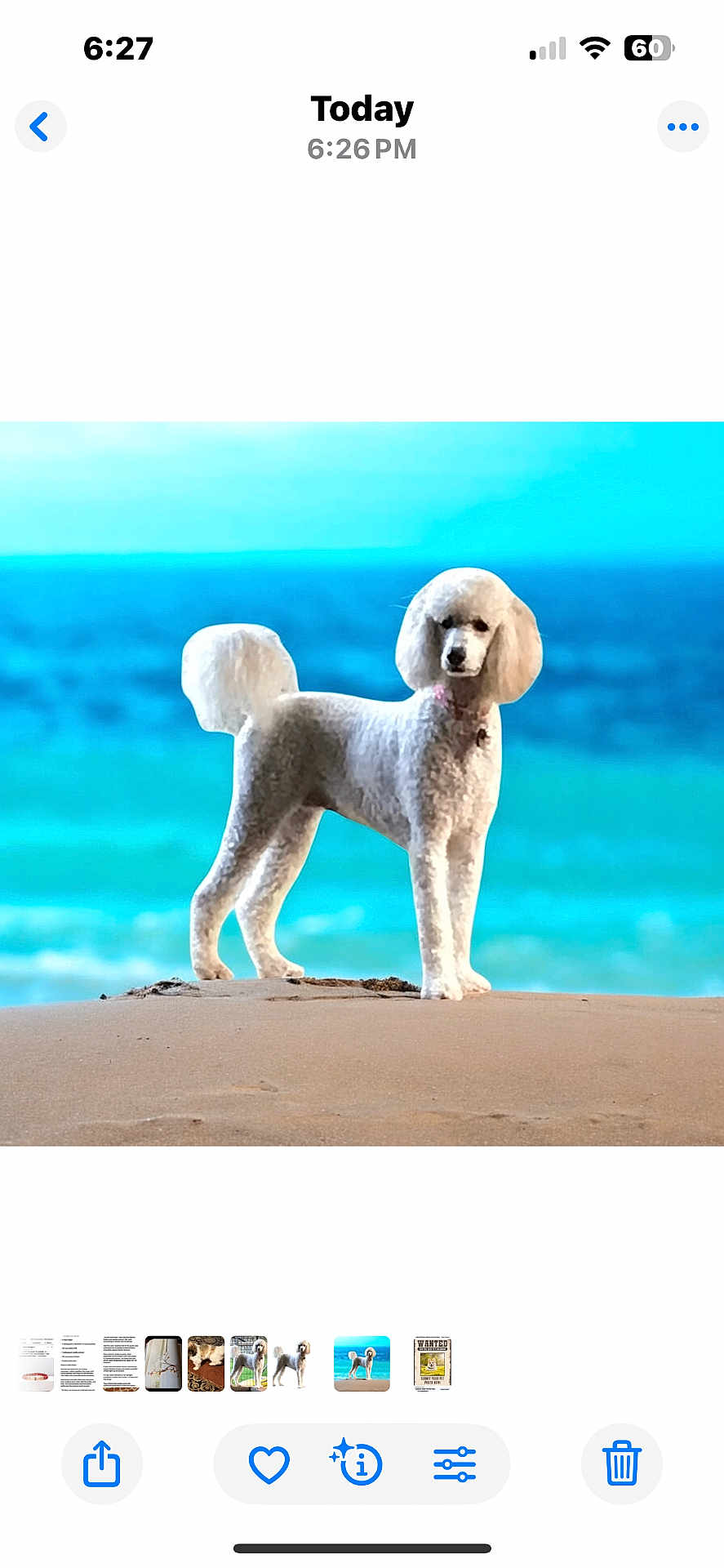 Hunny Aka Poodle