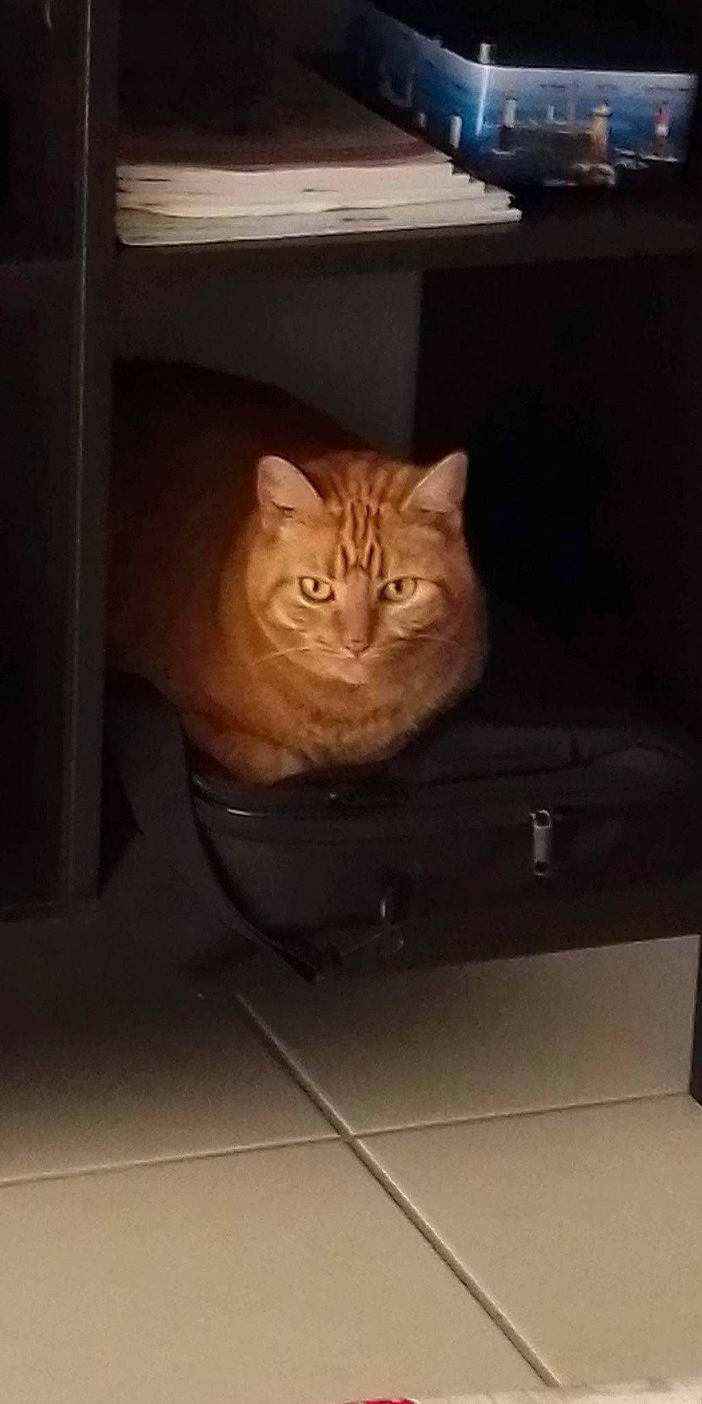 Bonnie participe au concours pour gagner de l'argent avec cette photo : automotive_exterior, automotive_lighting, automotive_tire, carnivore, cat, comfort, domestic_short_haired_cat, fawn, felidae, flooring, fur, hardwood, plant, small_to_medium_sized_cats, snout, tail, tire, whiskers, window, wood