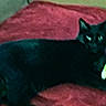 Jasmine joined the competition — help win amazing prizes! black_cat, cat, pet, animal, indoor, blanket, red_blanket, toy, green_toy, yellow_toy, paw, feline, resting, curious, looking, furniture, cozy, home, dim_light, blurred