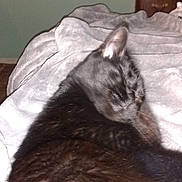 Jasmine joined the competition — help win amazing prizes! cat, black_cat, animal, pet, feline, blanket, resting, indoor, furniture, dresser, cozy, soft, sleeping, fur, bedroom, relaxation, mammal, domestic_animal, cute, companion