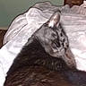cat, black_cat, animal, pet, feline, blanket, resting, indoor, furniture, dresser, cozy, soft, sleeping, fur, bedroom, relaxation, mammal, domestic_animal, cute, companion