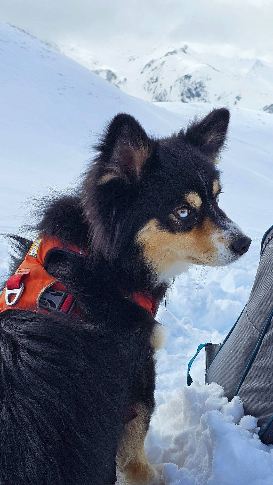 Thunder participe au concours pour gagner de l'argent avec cette photo : canidae, carnivore, collar, companion_dog, dog, dog_breed, dog_collar, dog_supply, electric_blue, fur, herding_dog, sky, snout, snow, sporting_group, toy_dog, whiskers, winter, working_animal, working_dog