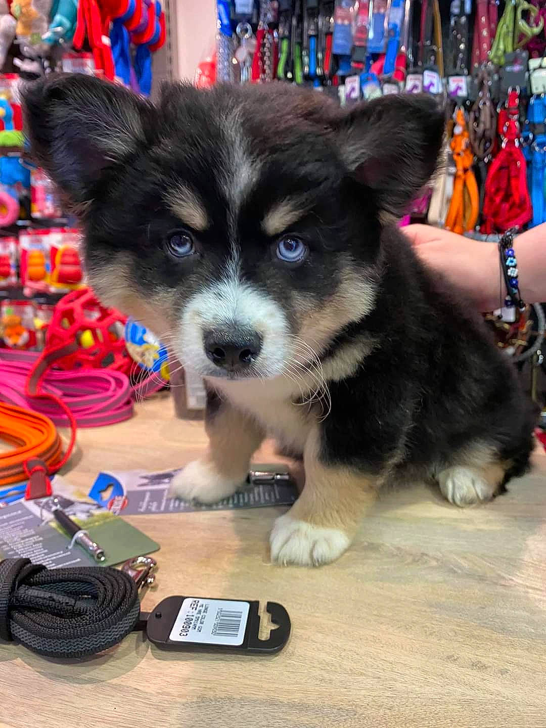 Thunder a rejoint le concours — aidez-le/la à gagner de superbes lots ! cable, canidae, carnivore, communication_device, companion_dog, corded_phone, dog, dog_breed, dog_supply, fur, gadget, mobile_phone, recreation, snout, sporting_group, telephone, telephony, toy_dog, working_animal, working_dog