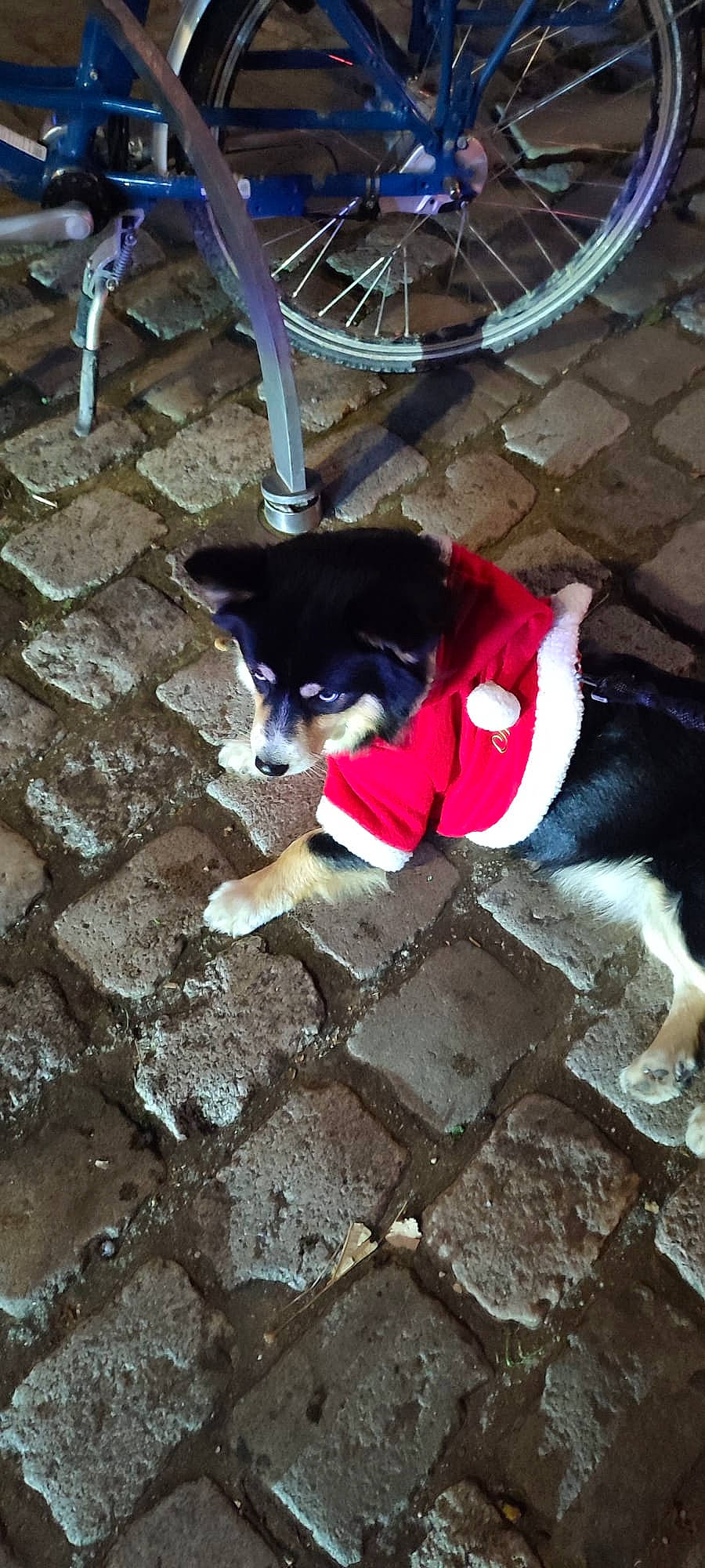 Thunder a rejoint le concours — aidez-le/la à gagner de superbes lots ! bicycle_tire, canidae, carmine, carnivore, chair, companion_dog, dog, dog_breed, dog_supply, electric_blue, fashion_accessory, flooring, leash, road_surface, sidewalk, snout, sporting_group, tail, wheel, working_animal