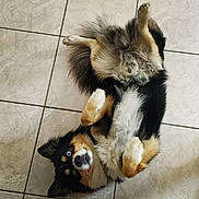 Thunder participe au concours pour gagner de l'argent avec cette photo : adorable, animal, black_fur, blue_eyes, brown_fur, canine, companion, cute, dog, fluffy, fur, indoor, looking_up, lying_down, paws, pet, playful, relaxed, tile_floor, white_fur