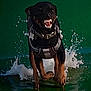 dog, running, water_splash, harness, black_dog, active, outdoor, playful, animal, canine, motion, wet, energetic, pet, summer, nature, happy, jumping, adventure, water