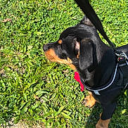 Weezy a rejoint le concours — aidez-le/la à gagner de superbes lots ! puppy, dog, black_and_tan, harness, leash, grass, outdoor, side_view, pet, canine, nature, sunlight, walking, young_dog, curious, ears, snout, pavement, greenery, animal