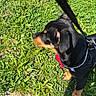 puppy, dog, black_and_tan, harness, leash, grass, outdoor, side_view, pet, canine, nature, sunlight, walking, young_dog, curious, ears, snout, pavement, greenery, animal