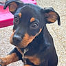 puppy, dog, black_and_tan, pet, animal, cute, eyes, ears, nose, whiskers, paws, floor, indoor, food_bowl, red_tray, curious, close_up, portrait, young, friendly