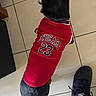 animal, black_shoe, canine, chicago, clothing, dog, floor, footwear, indoor, jersey, nike, number_23, pet, red, small_dog, sock, sportswear, standing, tail, tile