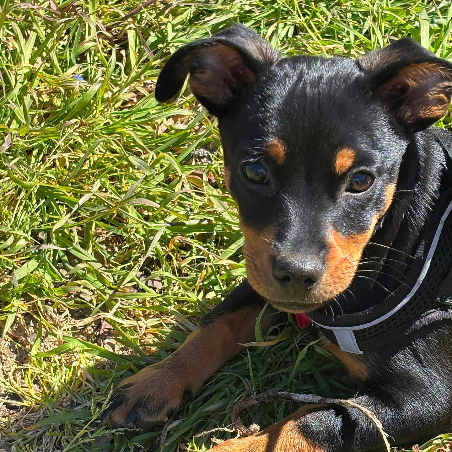 Weezy participe au concours pour gagner de l'argent avec cette photo : puppy, dog, grass, outdoor, pet, black, tan, ears, fur, cute, animal, young, nature, sunlight, portrait, muzzle, collar, paw, playful, resting