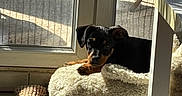Weezy a rejoint le concours — aidez-le/la à gagner de superbes lots ! animal, bed, black_dog, brown_dog, cozy, cute, dog, furniture, glass_door, home, indoor, pet, puppy, relaxing, resting, shadow, sunlight, tile_floor, toy, window