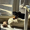 Weezy a rejoint le concours — aidez-le/la à gagner de superbes lots ! puppy, dog, bed, sunlight, indoor, tile_floor, toy, window, glass_door, shadow, cozy, resting, pet, animal, furniture, home, relaxing, black_dog, brown_dog, cute