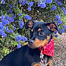 Weezy a rejoint le concours — aidez-le/la à gagner de superbes lots ! animal, bandana, black_coat, cute, dog, flower_bush, garden, green_leaves, leash, nature, outdoor, pet, portrait, puppy, purple_flowers, red_bandana, side_view, sunlight, tan_markings, young_dog