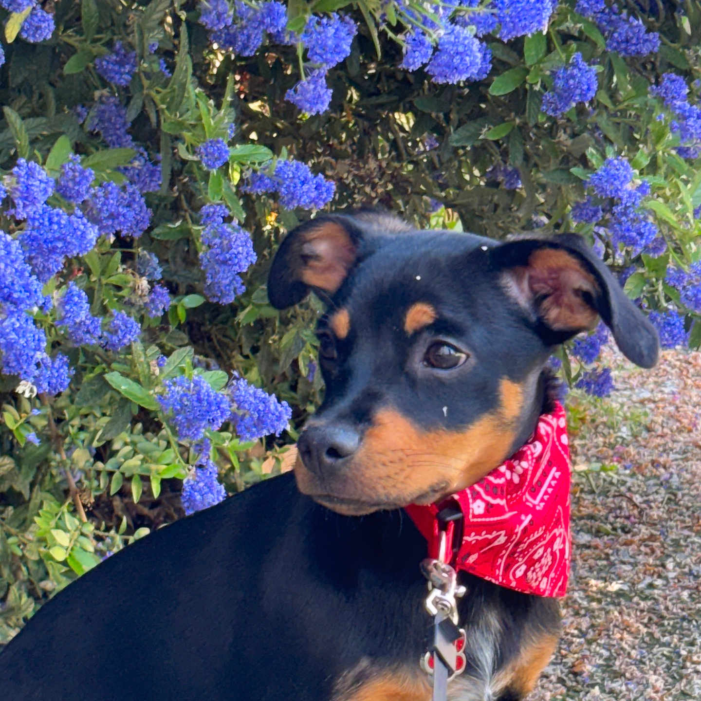 Weezy a rejoint le concours — aidez-le/la à gagner de superbes lots ! animal, bandana, black_coat, cute, dog, flower_bush, garden, green_leaves, leash, nature, outdoor, pet, portrait, puppy, purple_flowers, red_bandana, side_view, sunlight, tan_markings, young_dog