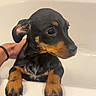 Weezy participe au concours pour gagner de l'argent avec cette photo : puppy, dog, bathtub, wet, pet, animal, paw, black_and_tan, bath, indoor, tiles, hand, cute, young, small, fur, looking_away, bathroom, domestic, canine