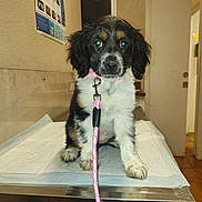 Lily is registered to the contest to win money with this photo: puppy, dog, leash, pink, veterinary, table, pet, indoor, animal, cute, fur, black, white, brown, eyes, floor, wall, poster, door, waiting