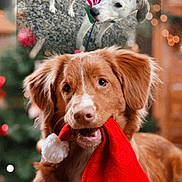 Snow Flake joined the competition — help win amazing prizes! animal, background_blur, brown_dog, canine, christmas, christmas_tree, cute, dog, festive, holiday, holiday_season, indoor, lights, ornaments, pet, playful, puppy, red_and_white_sweater, santa_hat, white_dog