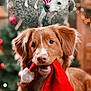 animal, background_blur, brown_dog, canine, christmas, christmas_tree, cute, dog, festive, holiday, holiday_season, indoor, lights, ornaments, pet, playful, puppy, red_and_white_sweater, santa_hat, white_dog