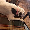 black_spot, close_up, couch, dog, fan, head, household, indoor, leg, paw, pet, pink_collar, plaid_pattern, relaxing, resting, side_view, sleeping, upholstery, white_dog, wood_floor