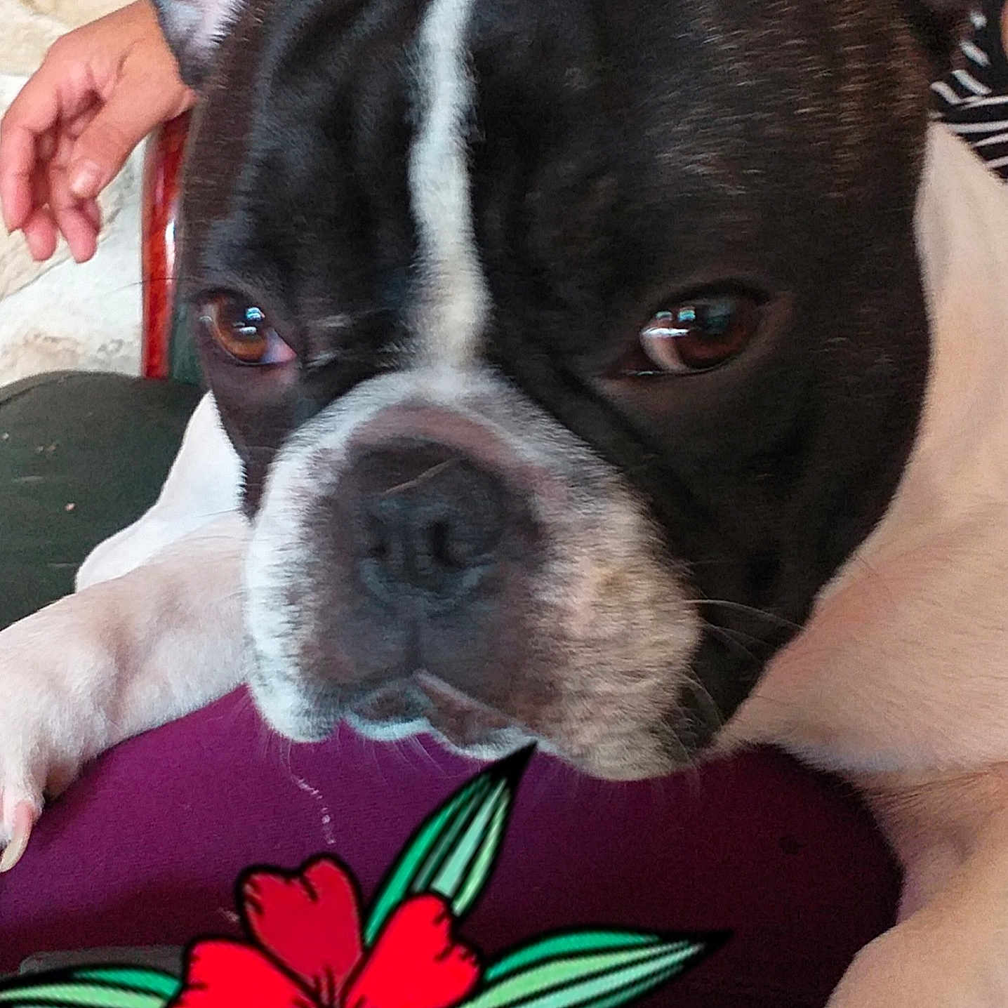 Pancho