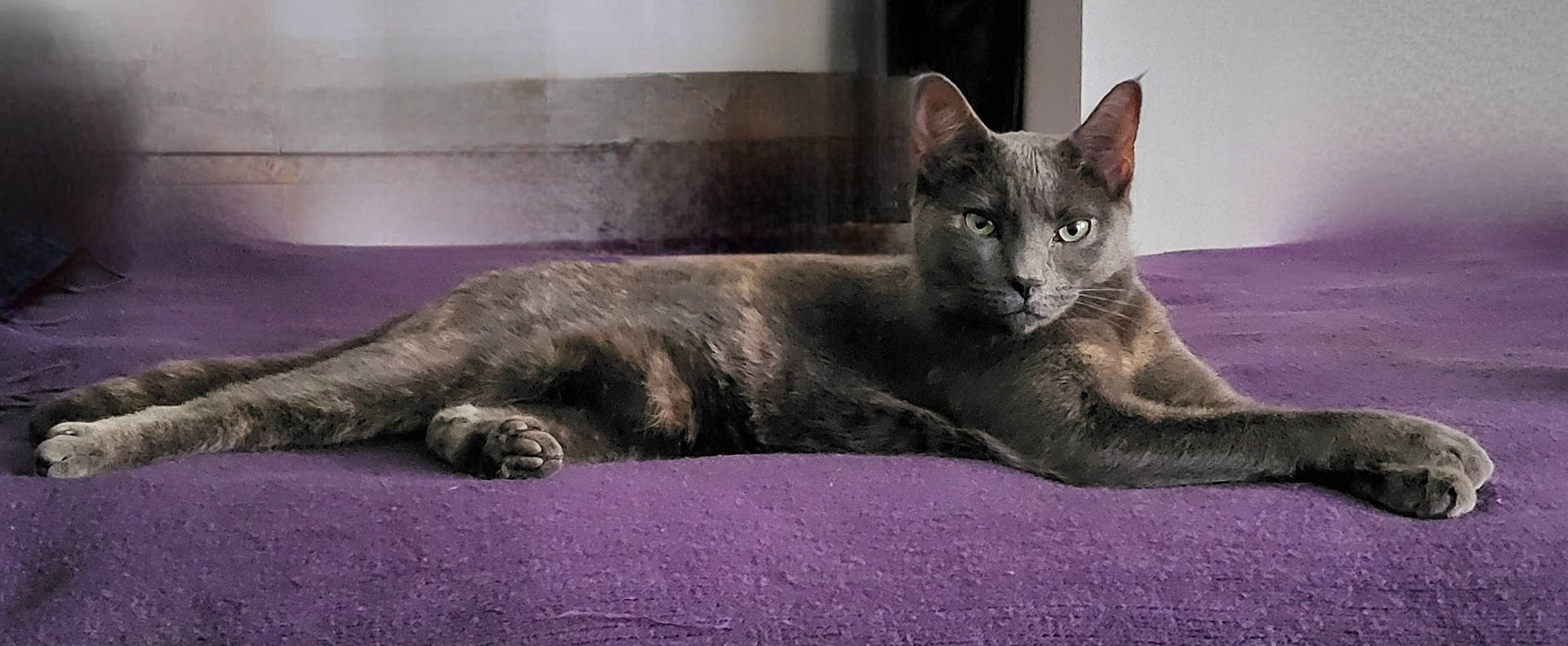 Twig is registered to the contest to win money with this photo: abyssinian, angora, animal, blackcat, blanket, brasssection, cat, couch, cushion, egyptiancat, furniture, homedecor, horn, kitten, manx, musicalinstrument, pet, purple, siamese, velvet