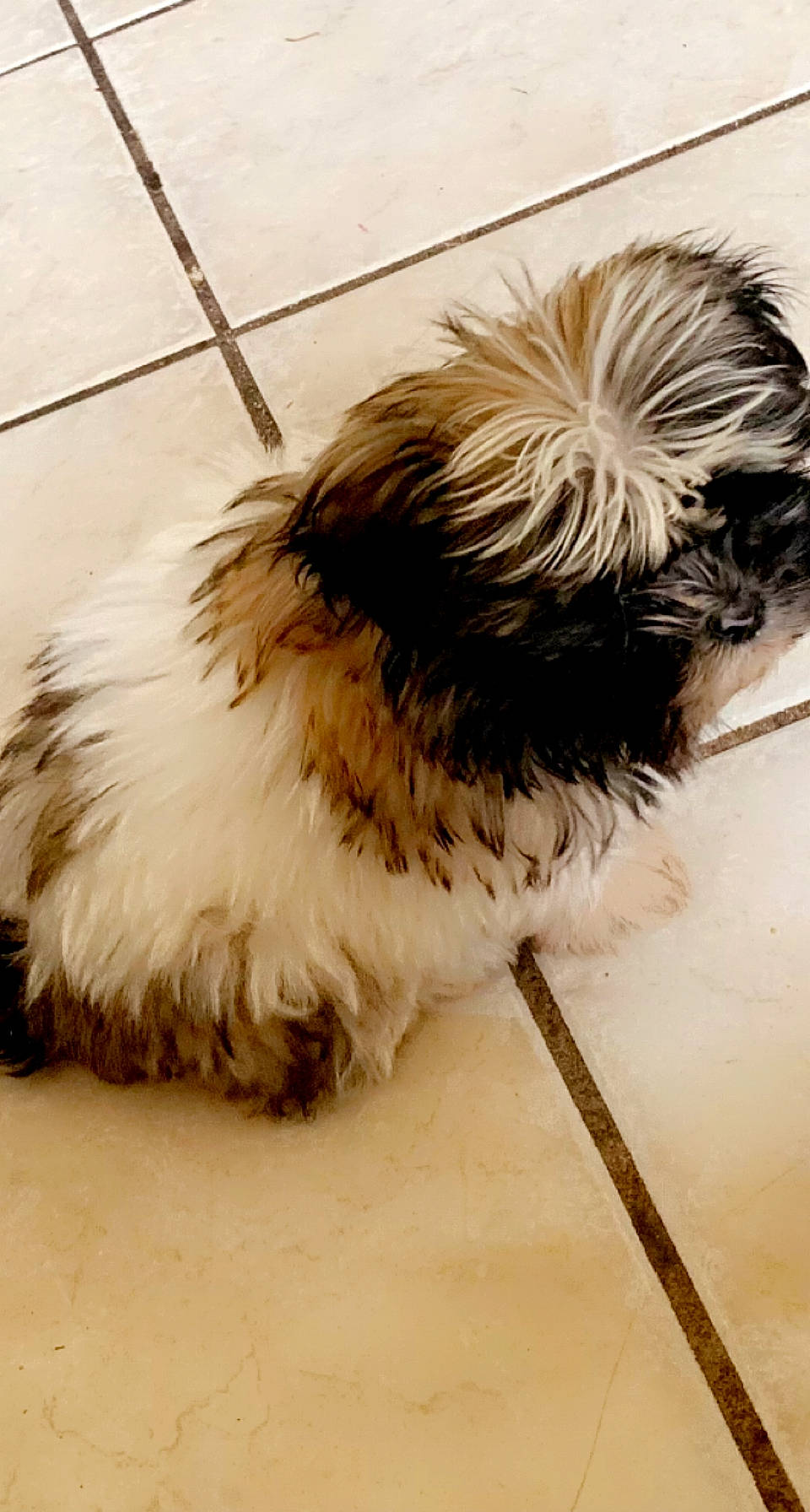 Fluffy joined the competition — help win amazing prizes! canidae, carnivore, companion_dog, dog, dog_breed, fashion_accessory, fawn, feather, flooring, fur, liver, puppy, shih_poo, snout, soil, sporting_group, tail, terrier, toy_dog, wing