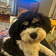 Kristoff is registered to the contest to win money with this photo: black_and_white, carpet, close_up, couch, cozy, curious, cute, dog, fluffy, furniture, home, indoor, lamp, lap, living_room, pet, relaxed, table, television, wood_floor