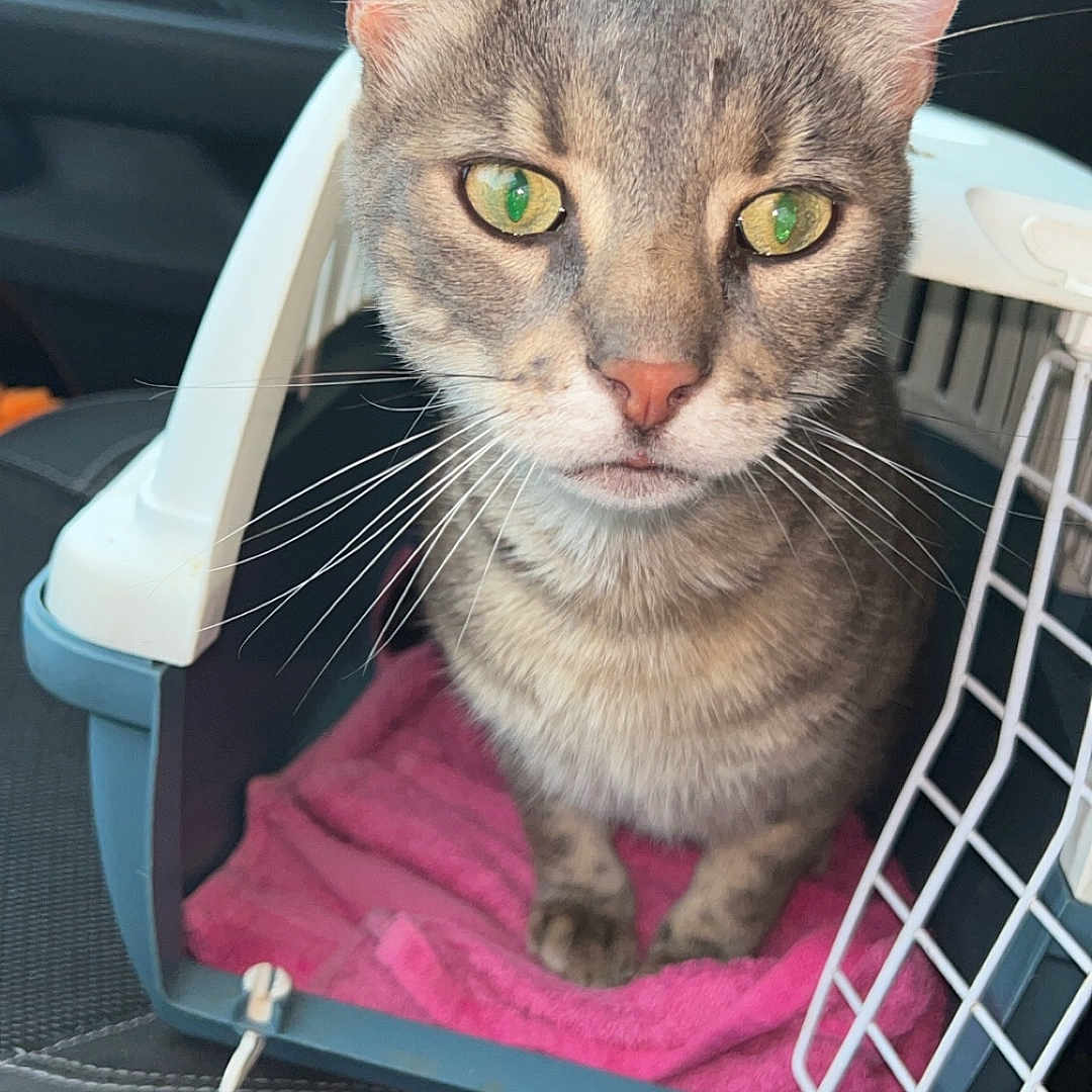 Croco participe au concours pour gagner de l'argent avec cette photo : abyssinian, alloywheel, animal, car, carriage, carwheel, cat, cushion, headrest, homedecor, kitten, laundry, machine, manx, pet, spoke, tire, transportation, vehicle, wheel