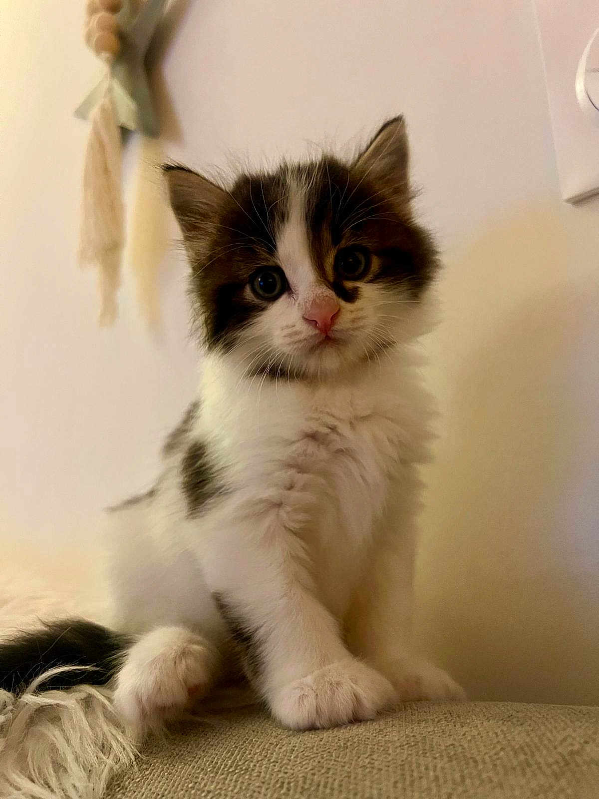 Astra a rejoint le concours — aidez-le/la à gagner de superbes lots ! kitten, cat, fluffy, fur, pink_nose, curious_eyes, pet, animal, cute, indoor, soft_light, texture, closeup, sitting, whiskers, young, adorable, feline, domestic_cat, portrait