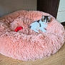 Astra a rejoint le concours — aidez-le/la à gagner de superbes lots ! kitten, cat, pet, fluffy_bed, pink, indoor, wooden_floor, furniture, cute, small, animal, resting, cozy, domestic, young, soft_texture, toy, relaxing, looking, curious