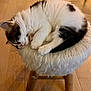 kitten, cat, sleeping, furry_stool, cozy, indoor, wooden_floor, white, black, fur, cute, pet, animal, resting, small_furniture, domestic, calm, peaceful, adorable, tiny