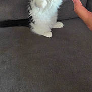 Astra a rejoint le concours — aidez-le/la à gagner de superbes lots ! kitten, cat, pet, feline, fluffy, couch, gray, indoor, playful, paw, hand, young, cute, animal, fur, whiskers, eyes, sitting, small, domestic