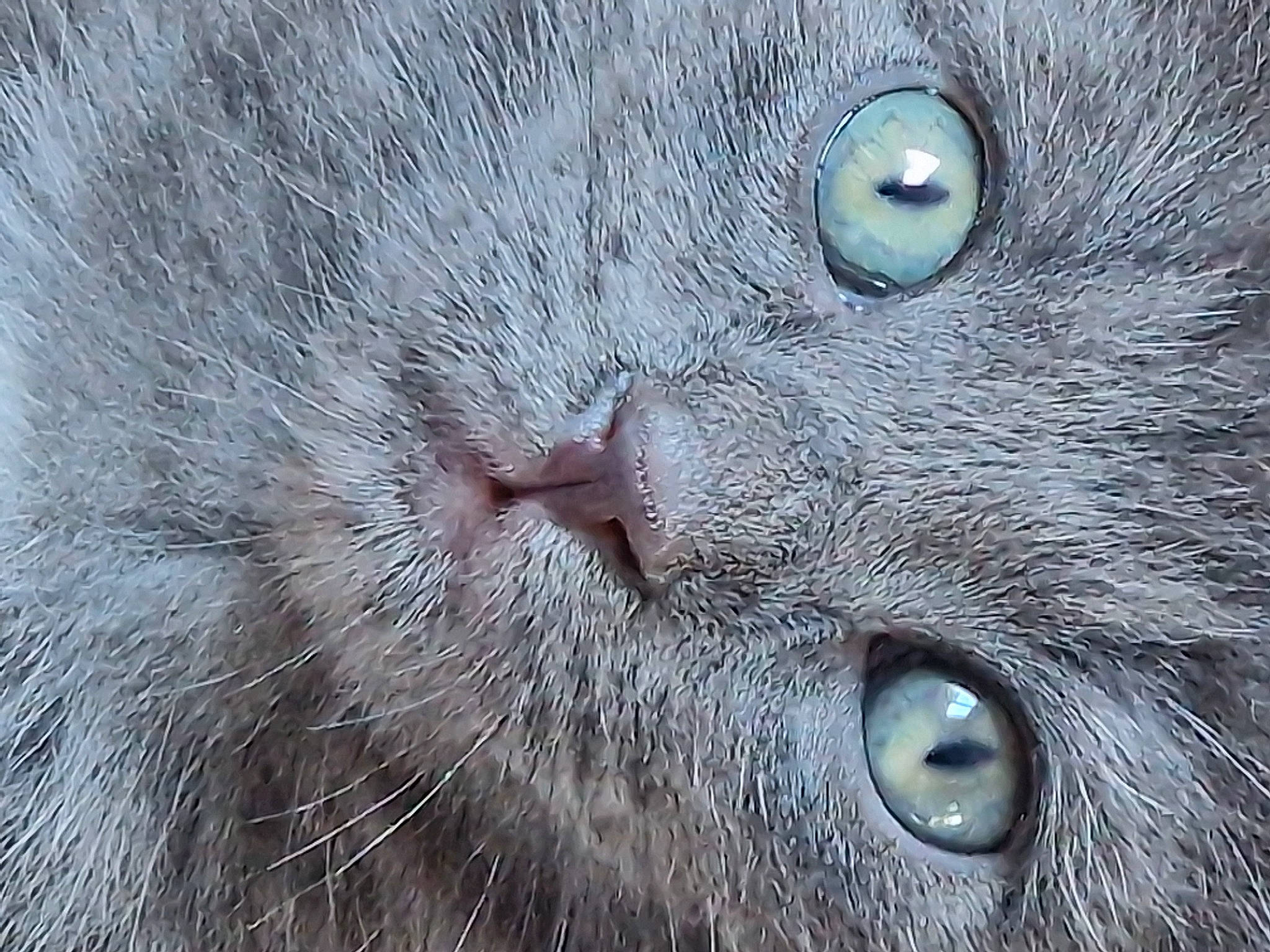 Meika a rejoint le concours — aidez-le/la à gagner de superbes lots ! carnivore, cat, domestic_short_haired_cat, electric_blue, felidae, fur, grey, iris, organism, small_to_medium_sized_cats, snout, terrestrial_animal, whiskers, wildlife