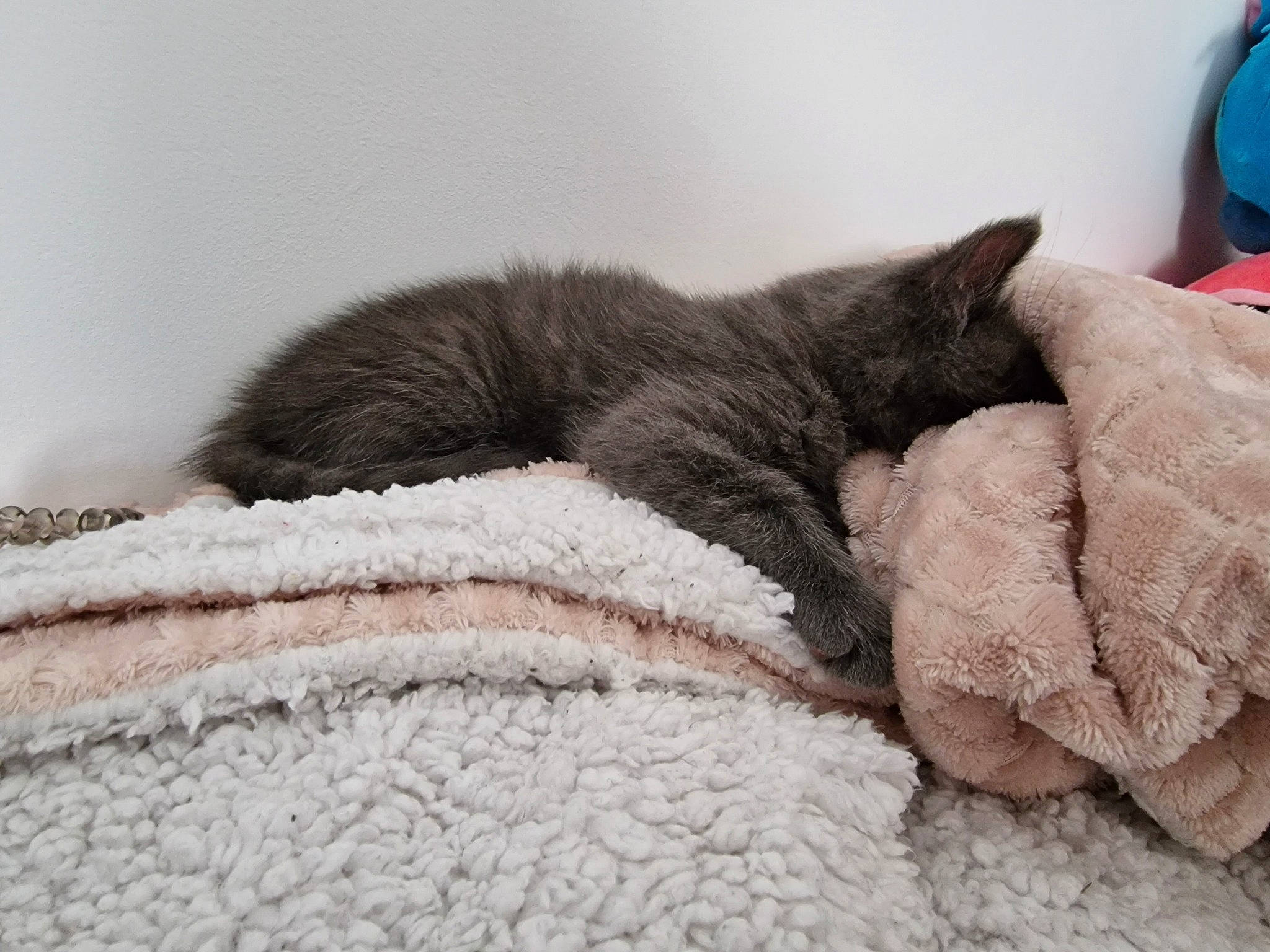 Meika participe au concours pour gagner de l'argent avec cette photo : black_cat, carnivore, cat, cat_bed, claw, comfort, domestic_short_haired_cat, felidae, fur, grey, linens, nap, paw, russian_blue, sleep, small_to_medium_sized_cats, snout, tail, whiskers