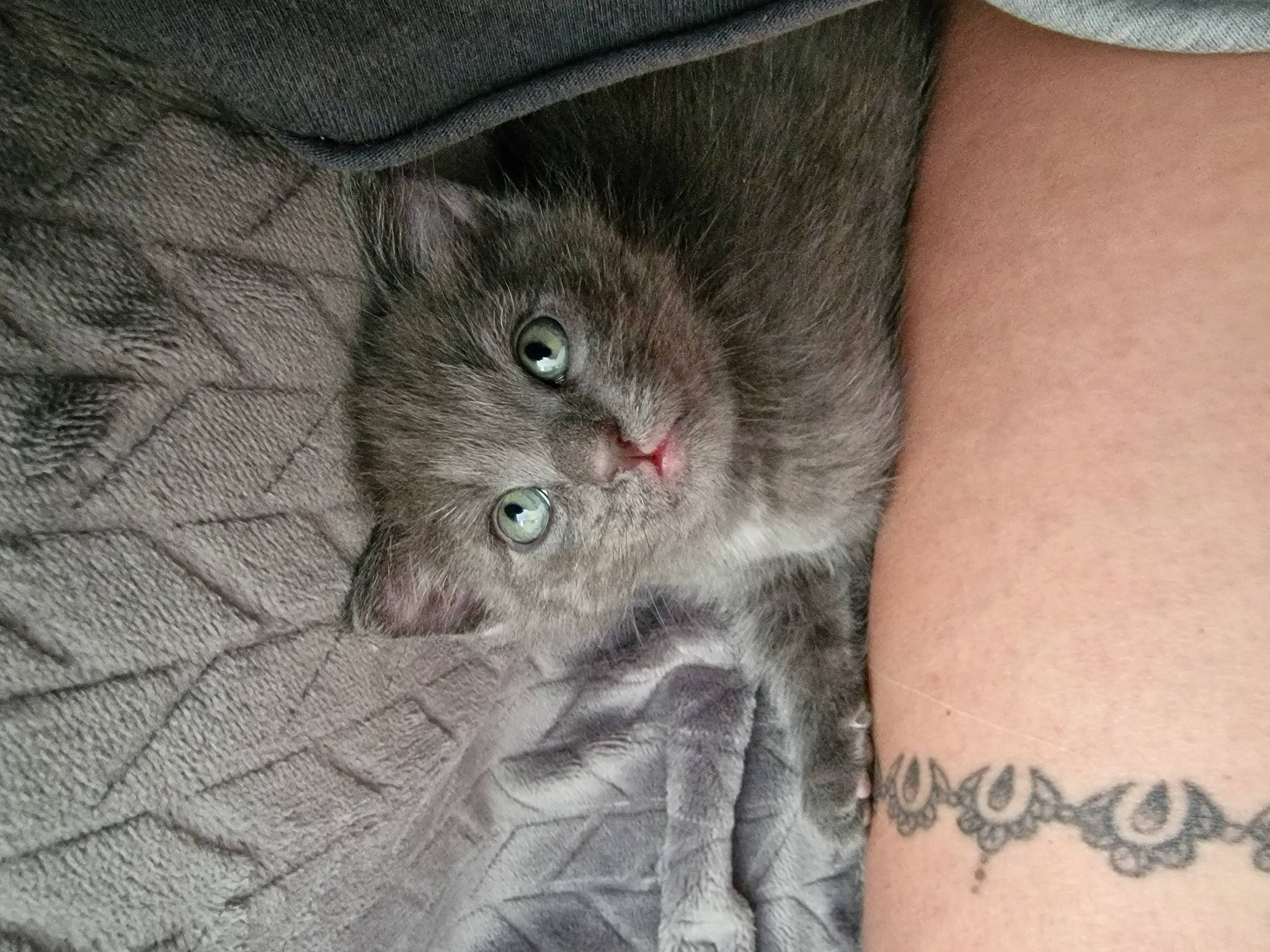 Meika participe au concours pour gagner de l'argent avec cette photo : carnivore, cat, claw, domestic_short_haired_cat, elbow, fawn, felidae, fur, grey, human_leg, pattern, skin, sleeve, small_to_medium_sized_cats, snout, tattoo, temporary_tattoo, terrestrial_animal, whiskers, wrist