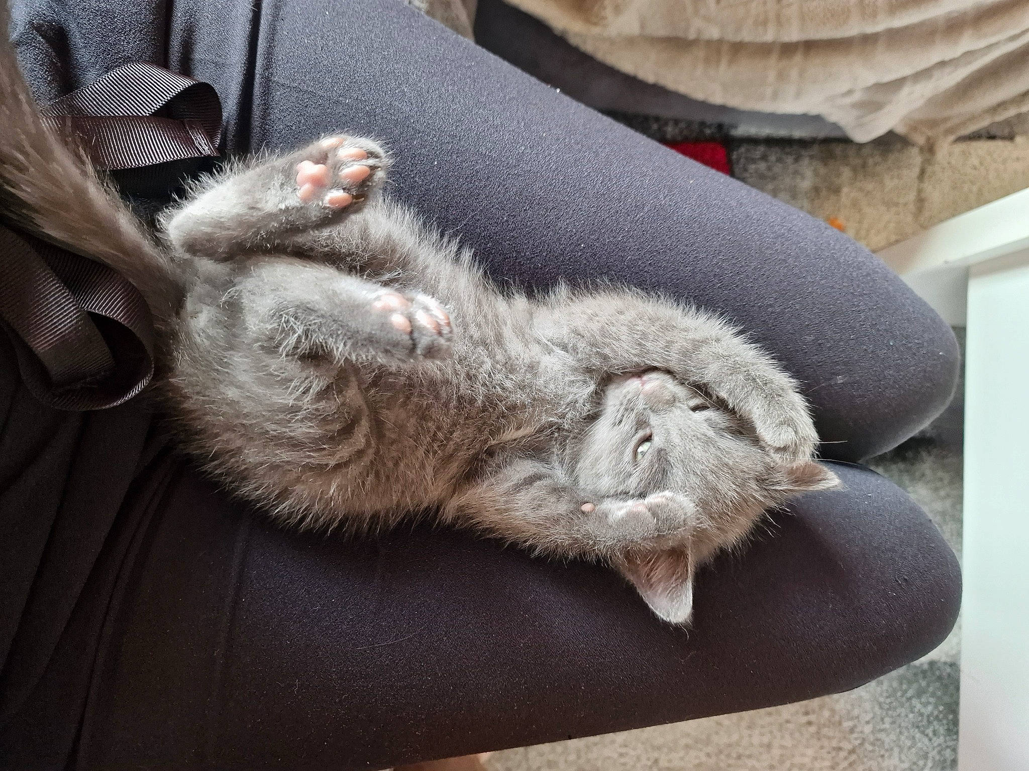 Meika a rejoint le concours — aidez-le/la à gagner de superbes lots ! carnivore, cat, claw, comfort, dog_breed, domestic_short_haired_cat, felidae, foot, fur, grey, human_leg, liver, nap, paw, small_to_medium_sized_cats, snout, sporting_group, tail, terrestrial_animal, whiskers