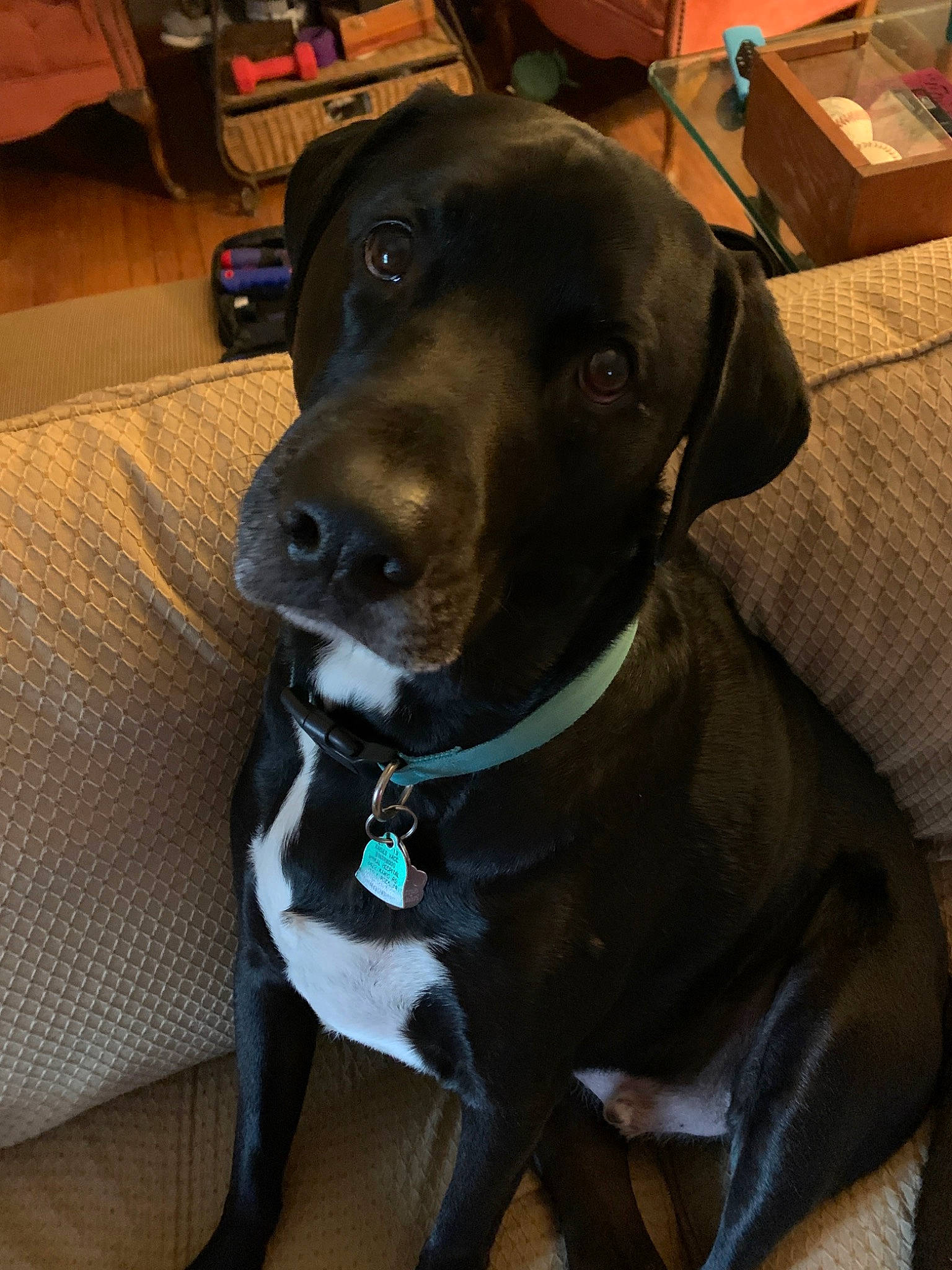 Max joined the competition — help win amazing prizes! beagador, blue_lacy, borador, canidae, carnivore, dog, dog_breed, dog_collar, eurohound, labrador_retriever, patterdale_terrier, rare_breed_dog, snout, sporting_group, whiskers