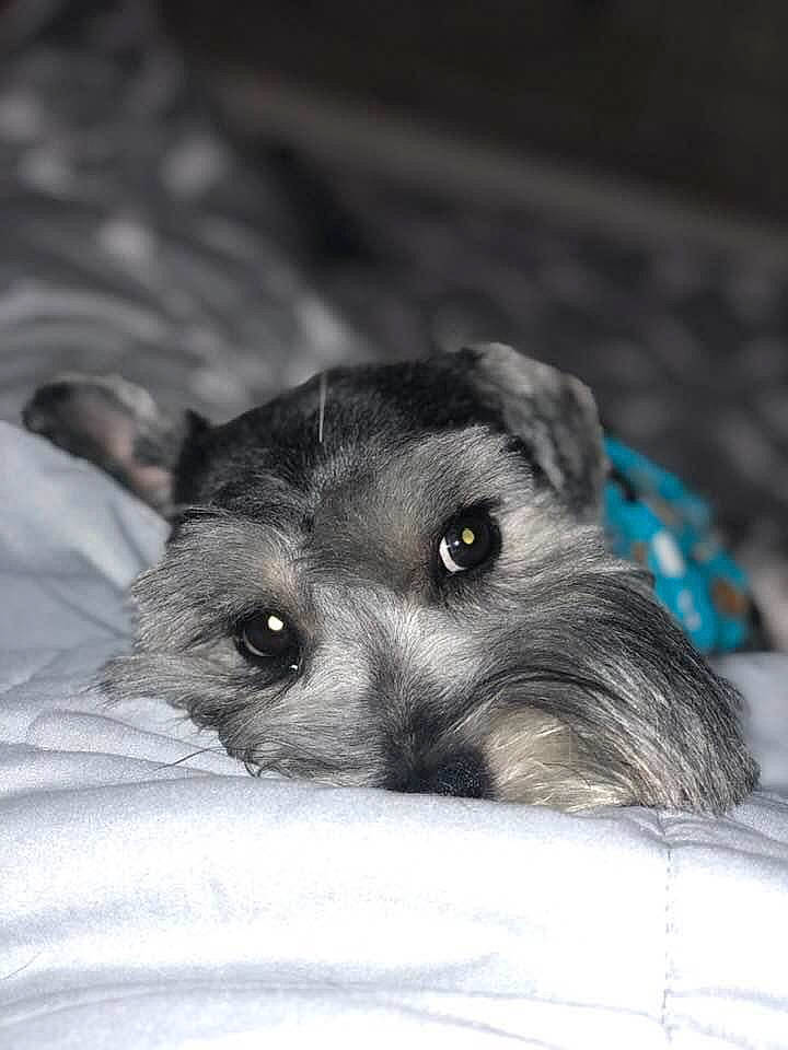 Charlie is registered to the contest to win money with this photo: canidae, carnivore, comfort, companion_dog, dog, dog_breed, ear, fawn, fur, grey, jaw, monochrome_photography, paw, snout, sporting_group, terrestrial_animal, terrier, toy_dog, whiskers, working_animal