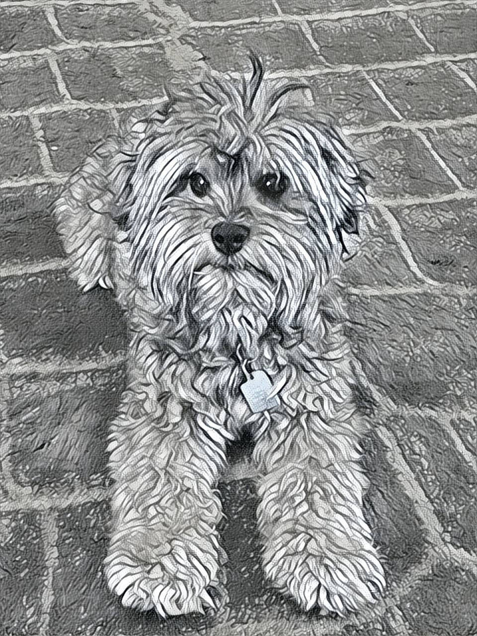 Charlie joined the competition — help win amazing prizes! automotive_tire, black_and_white, canidae, carnivore, companion_dog, dog, dog_breed, grass, grey, groundcover, monochrome, monochrome_photography, pattern, small_terrier, snout, sporting_group, style, terrier, toy_dog, working_animal