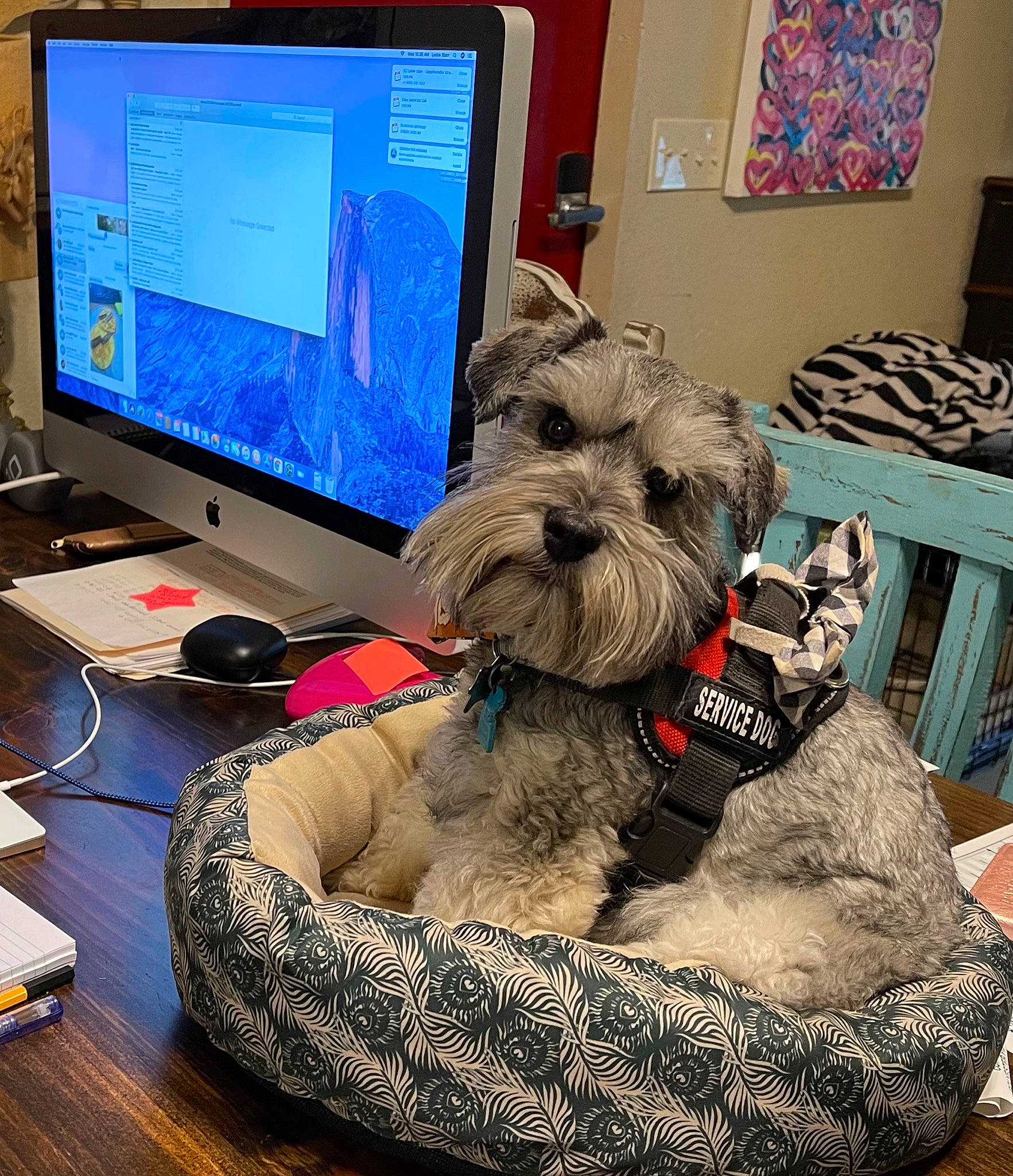 Charlie joined the competition — help win amazing prizes! blue, carnivore, comfort, companion_dog, computer, computer_desk, computer_keyboard, computer_monitor, computer_monitor_accessory, desk, dog, dog_breed, fawn, felidae, furniture, input_device, output_device, peripheral, personal_computer, table