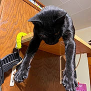 Shylo joined the competition — help win amazing prizes! black_cat, cat, feline, pet, animal, hanging, dangling, paws, whiskers, ears, fur, indoor, home, doorway, wood, cabinet, low_angle, close_up, funny, portrait