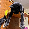 black_cat, cat, feline, pet, animal, hanging, dangling, paws, whiskers, ears, fur, indoor, home, doorway, wood, cabinet, low_angle, close_up, funny, portrait