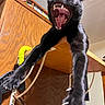 Shylo is registered to the contest to win money with this photo: cat, black_cat, animal, pet, open_mouth, teeth, fangs, tongue, yawning, jumping, airborne, paws, claws, fur, dramatic, funny, close_up, low_angle, kitchen, cabinet