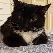 Jiji is registered to the contest to win money with this photo: cat, black_cat, white_fur, pet, indoor, bed, furniture, close_up, animal, whiskers, ears, eyes, fur, resting, cute, domestic_animal, mammal, sleepy, cozy, face