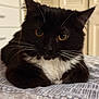 cat, black_cat, white_fur, pet, indoor, bed, furniture, close_up, animal, whiskers, ears, eyes, fur, resting, cute, domestic_animal, mammal, sleepy, cozy, face